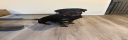 Rottweiler dogs for sale: Female Rottweiler  - Advert 4