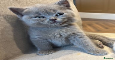 Scottish Fold cats - Advert 3