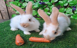 Giant Papillon rabbits for sale: Pure Giant Papillon Kits - Vaccinated - RESERVE - Image 5