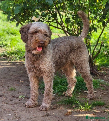 Cockapoo dogs for stud in Wrexham - Advert 1