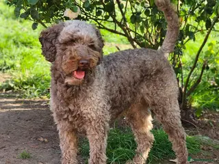 Cockapoo dogs Extensively DNA tested, experienced Cockapoo in Wrexham - Advert 1