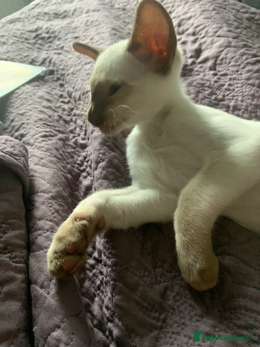 Siamese cats for stud: Traditional chocolate point Siamese stud in Bradford - Advert 5