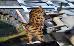 Bengal cats for sale: ❤️ Gorgeous Pure Bengal Kittens Available ❤️ - Image 35