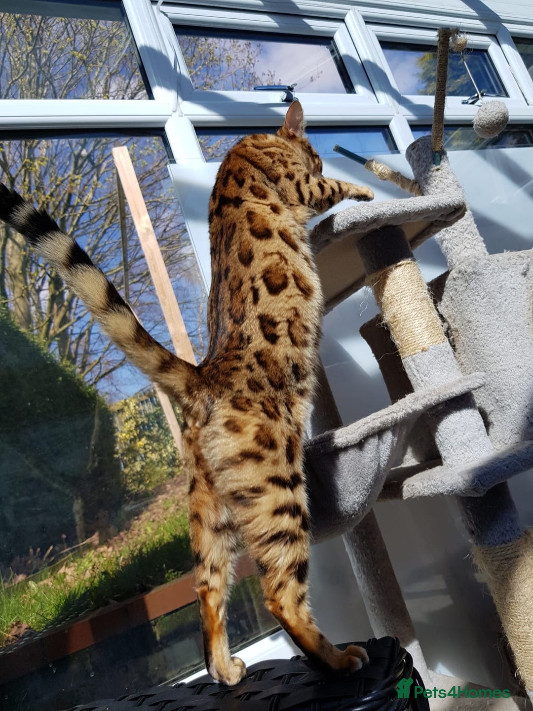 Bengal cats for sale: ❤️ Gorgeous Pure Bengal Kittens Available ❤️ - Image 35