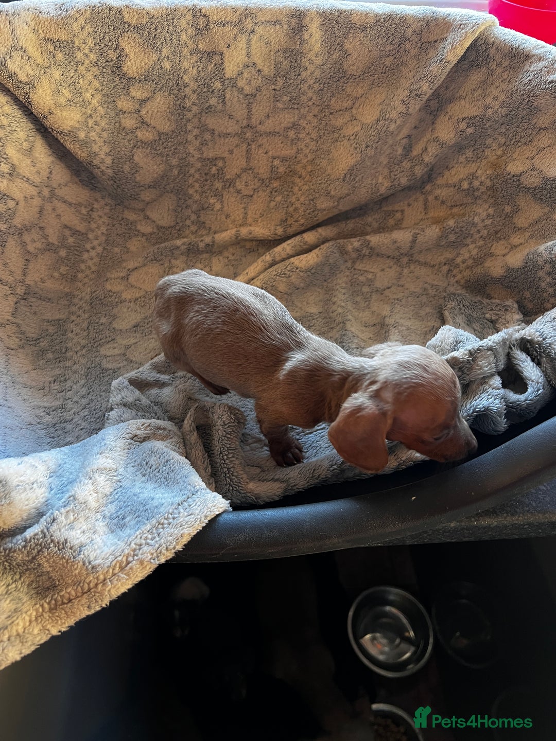 Miniature Dachshund dogs for sale: Miniature dachshund  - Image 5