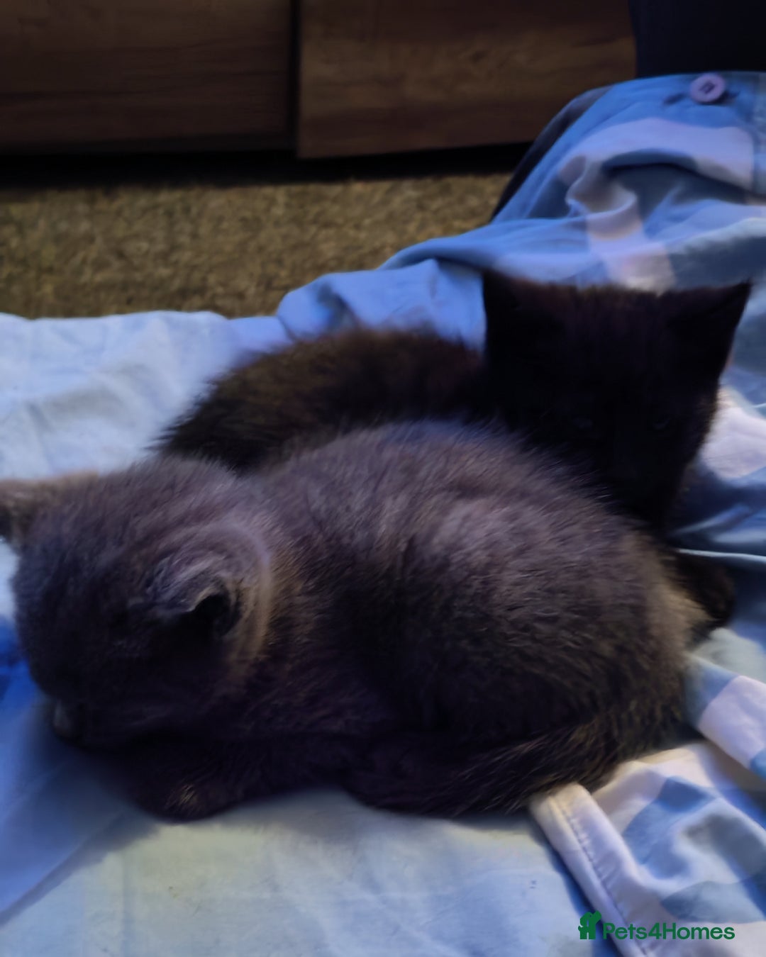 Mixed Breed cats for sale: Two beautiful kittens for sale  - Advert 10