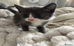 Ragdoll cats for sale: READY SOON! -ragdoll x British long hair  - Image 6