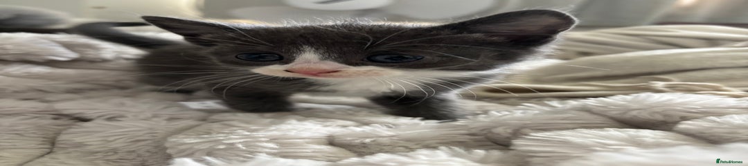 Ragdoll Kitten 4