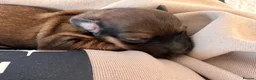 Dachshund dogs for sale: KC REG long haired miniature dachshund - Advert 6