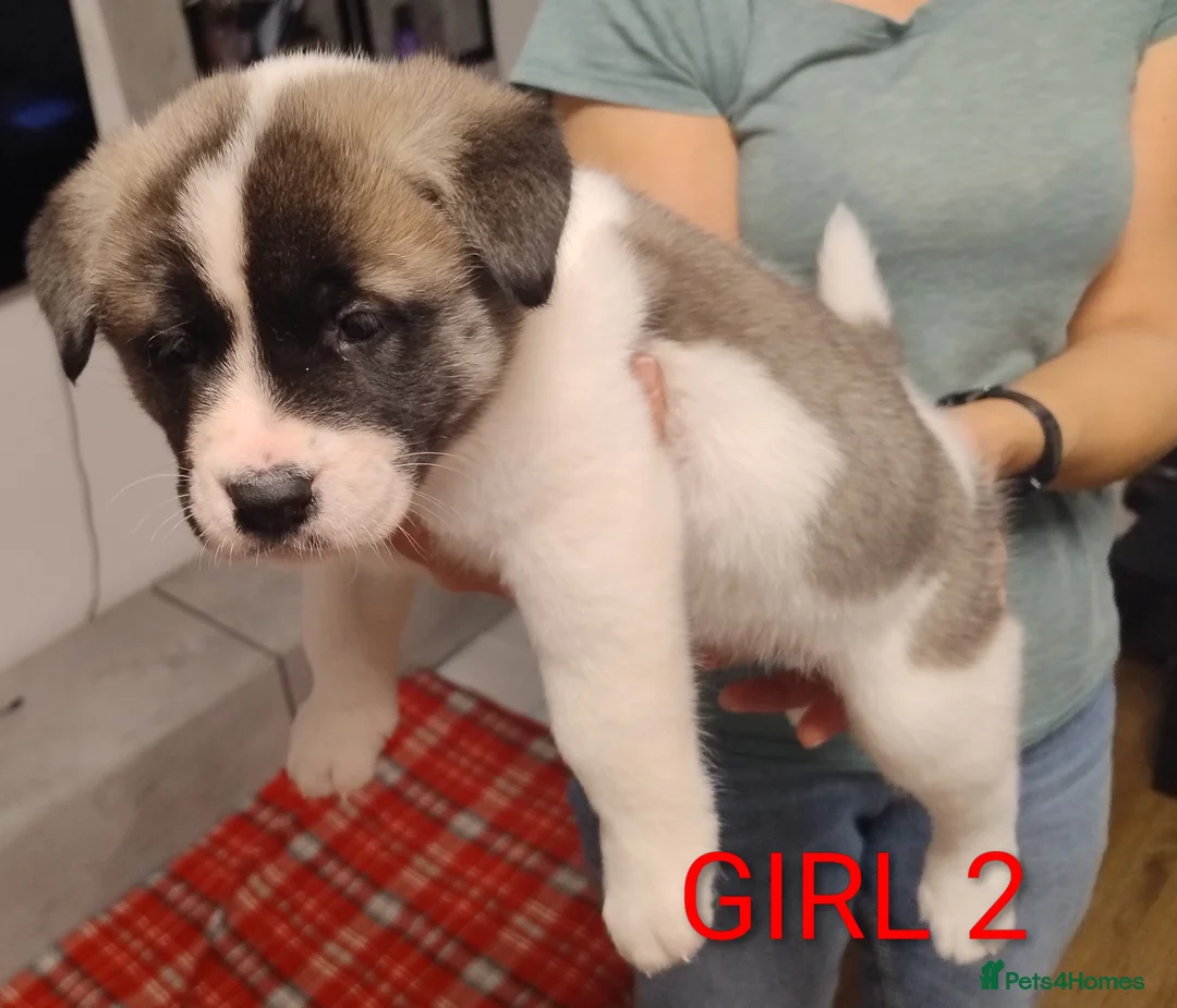Akita dogs for sale: Three Beautiful American Akita Girls for sale - Advert 1