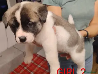 Akita dogs Three Beautiful American Akita Girls for sale - Advert 17