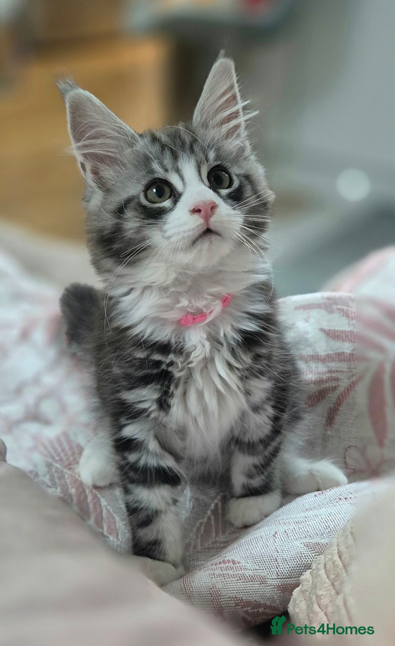 Maine Coon cats 🎀 GCCF Pedigree Maine Coon LAP Kitten - Advert 15