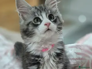 Maine Coon cats 🎀 GCCF Pedigree Maine Coon LAP Kitten - Advert 15