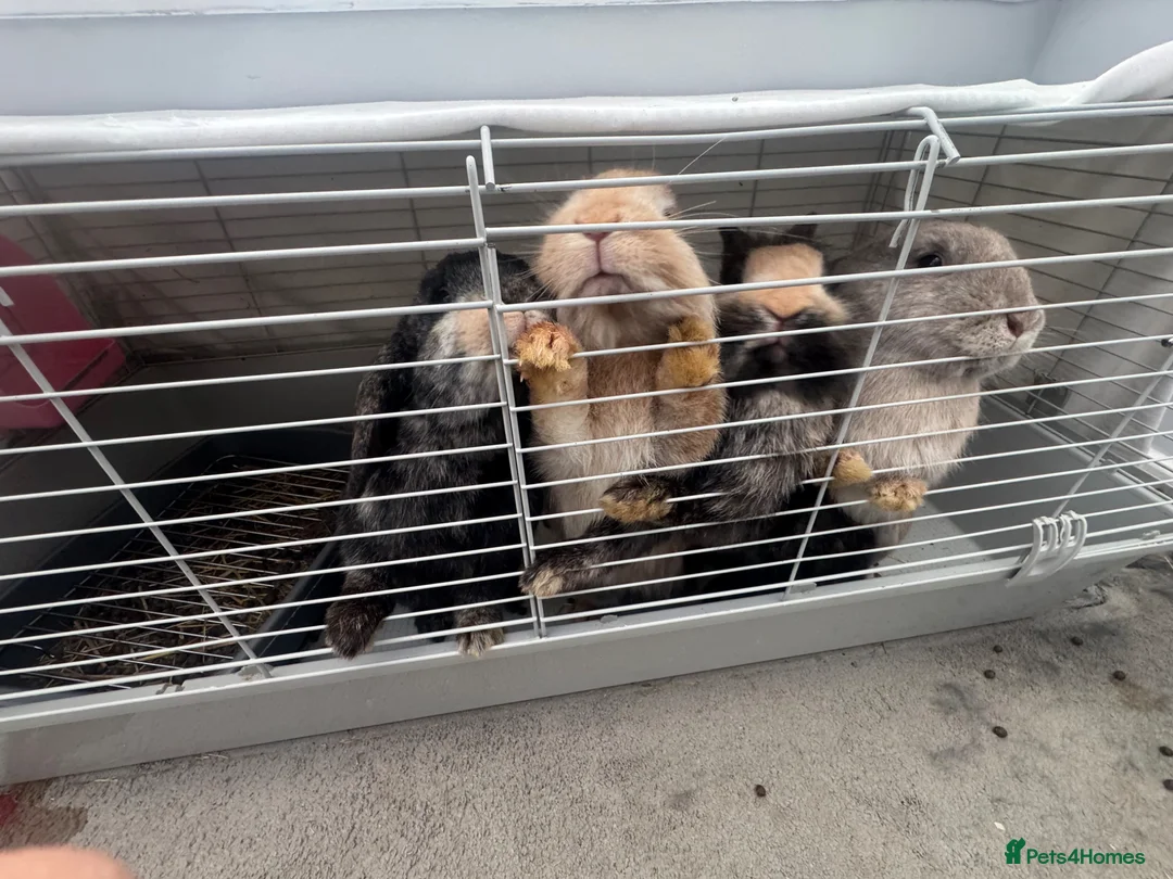 Lionhead rabbits for sale: Mixed Netherland and lionhead  in Pudsey - Advert 17