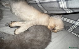 Ragdoll cats for sale: FEMALE blue mitted ragdoll x - Image 2