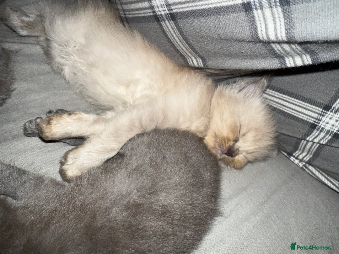 Ragdoll cats for sale: FEMALE blue mitted ragdoll x - Image 2