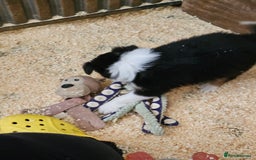 Border Collie dogs for sale: Border collie puppies - Image 1