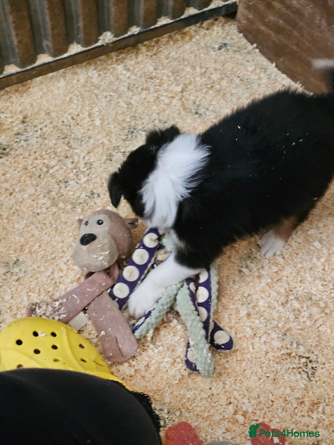 Border Collie dogs for sale: Border collie puppies - Image 1