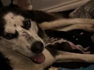 Siberian Husky dogs Pure Siberian huskies - Advert 2