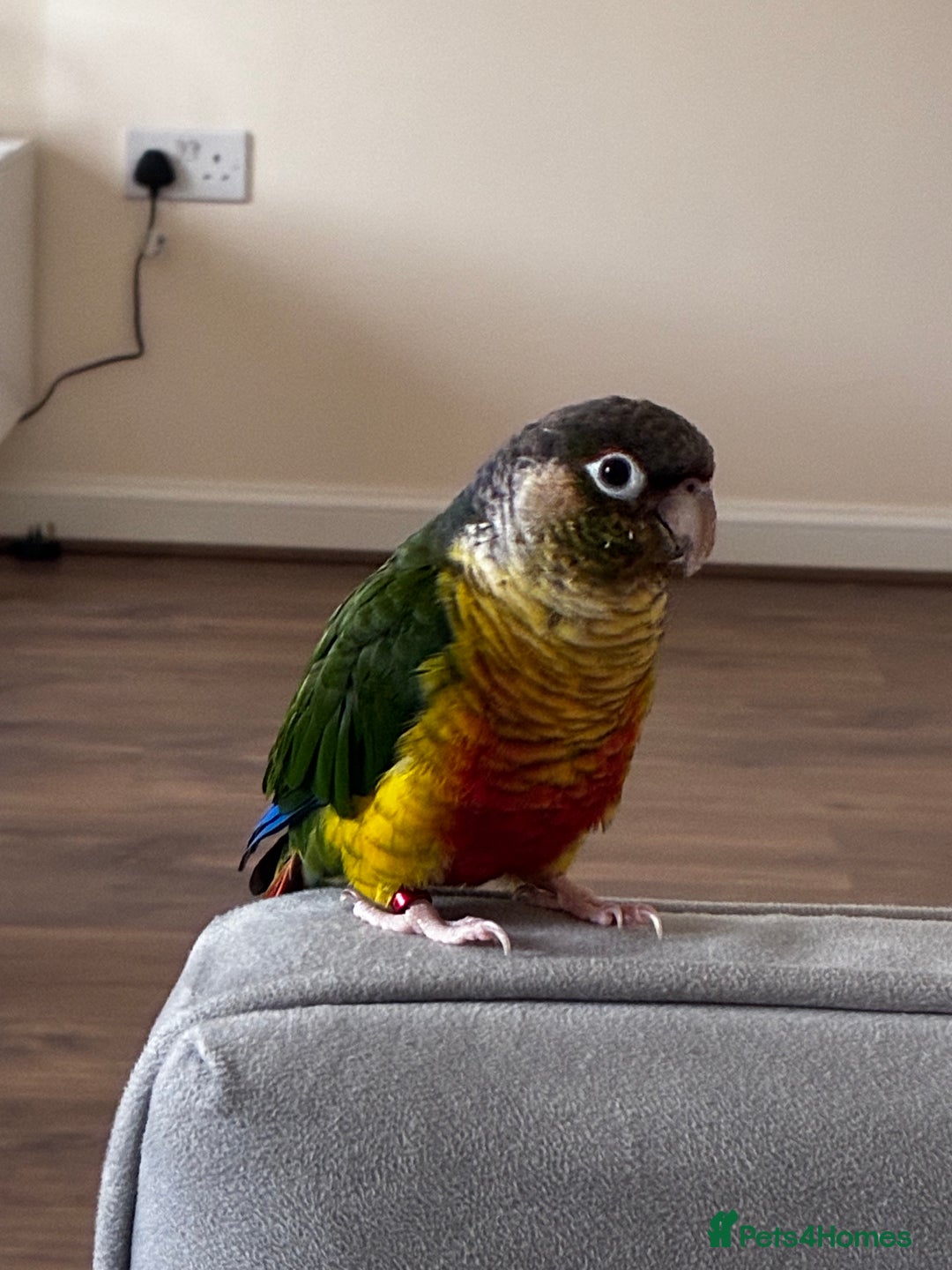 Conures birds for sale: Green cheek conure - Advert 1