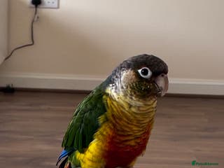 Conures birds Green cheek conure - Advert 1