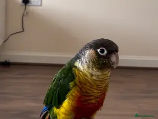 Conures birds Green cheek conure - Advert 19