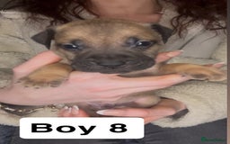 Mixed Breed dogs for sale: Mastiff puppies - Image 8
