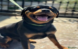 Rottweiler dogs for sale: Rottweiler looking for new home in Accrington - Image 3