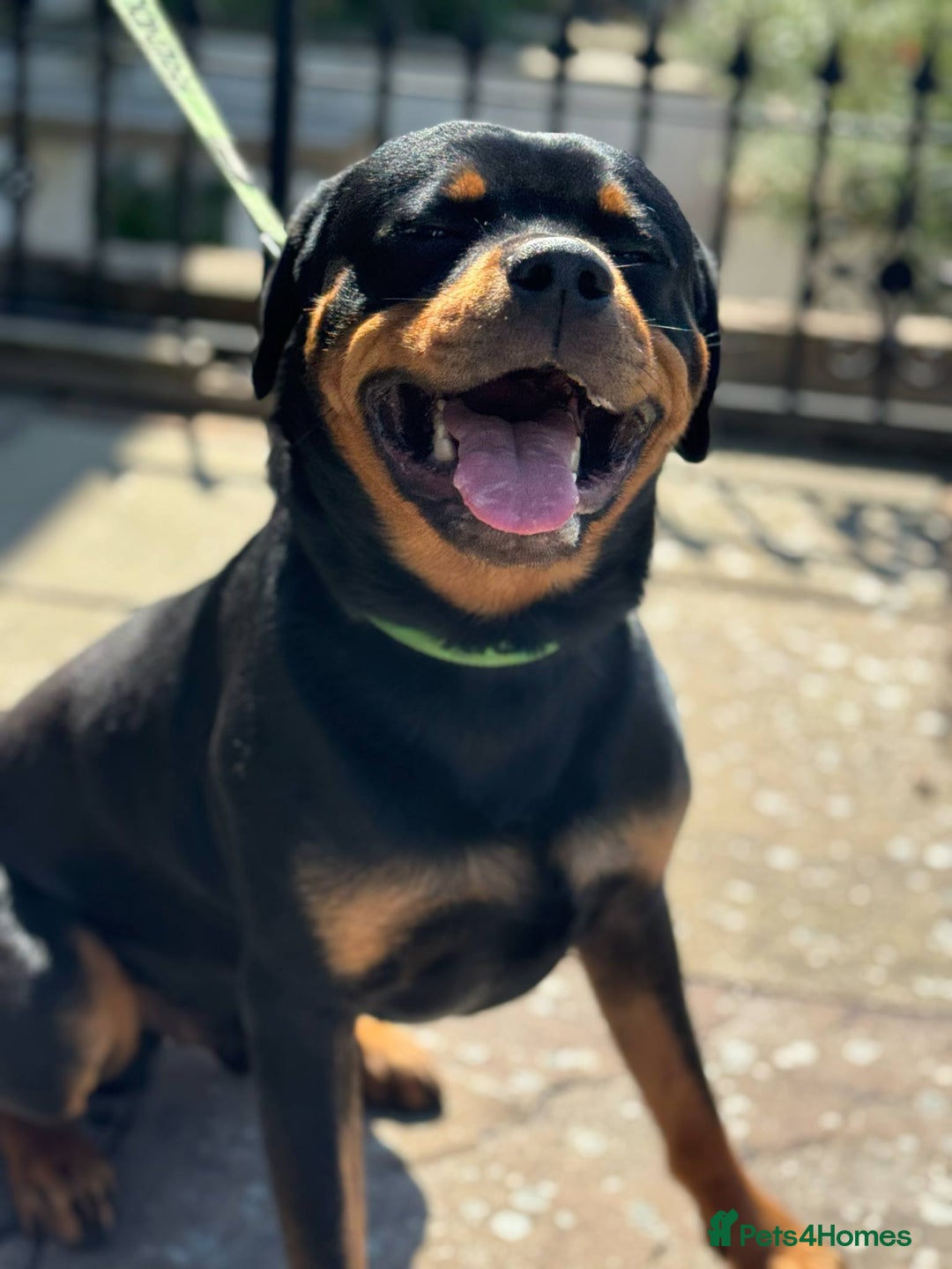 Rottweiler dogs for sale: Rottweiler looking for new home in Accrington - Image 3