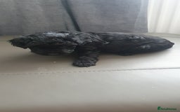 Yorkiepoo dogs for sale:  Beautiful Yorkiepoo pups - Image 4