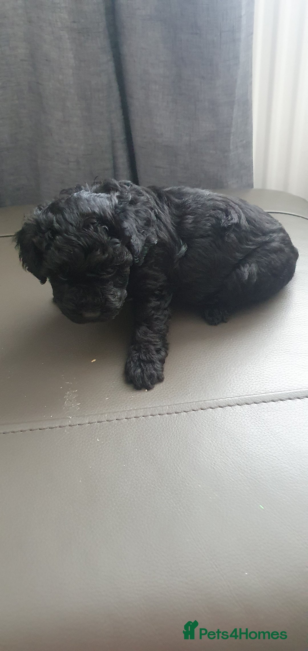 Yorkiepoo dogs for sale:  Beautiful Yorkiepoo pups - Image 4