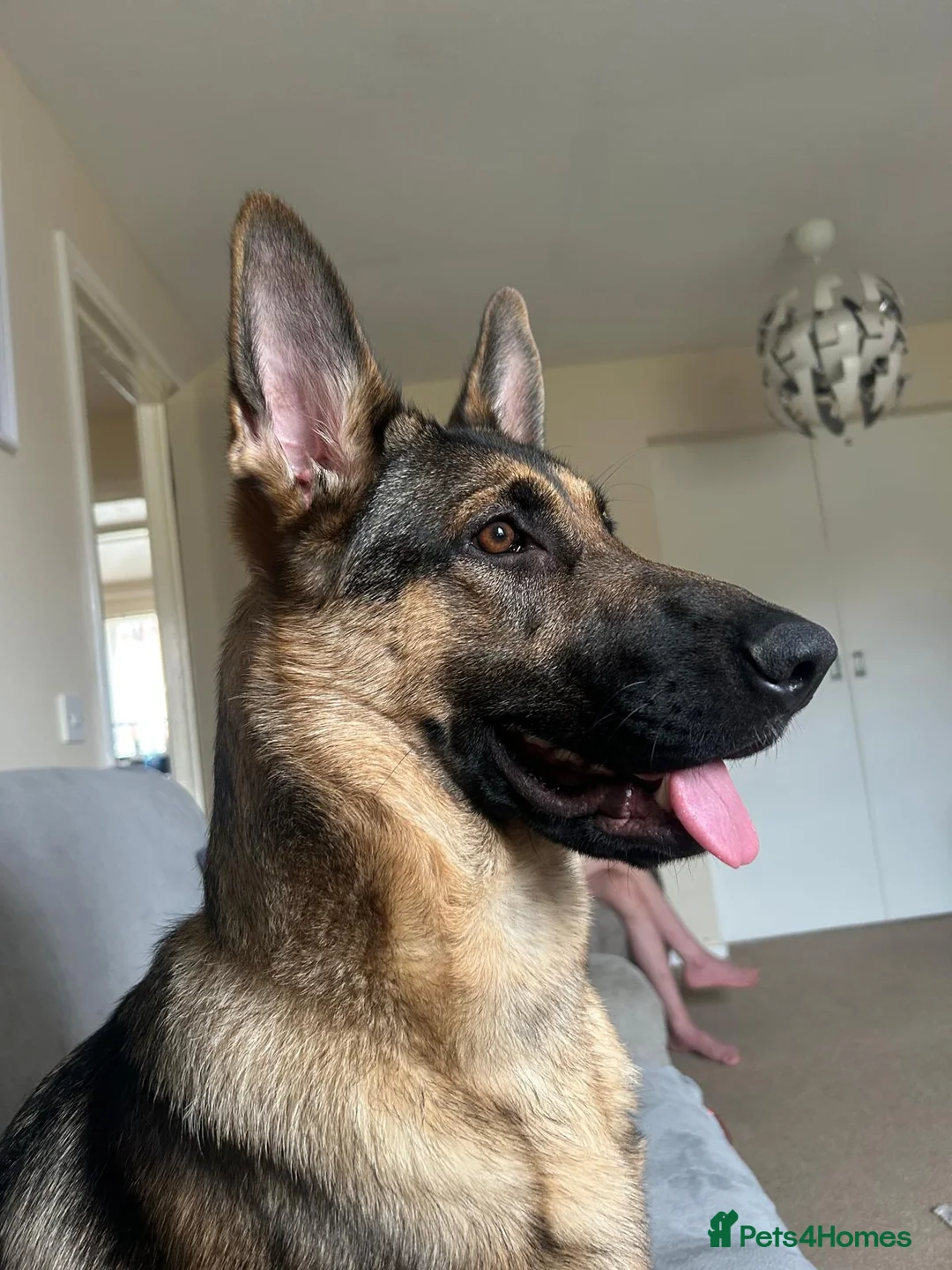 German Shepherd dogs for sale: Bella urgently needs a new forever home  - Advert 2