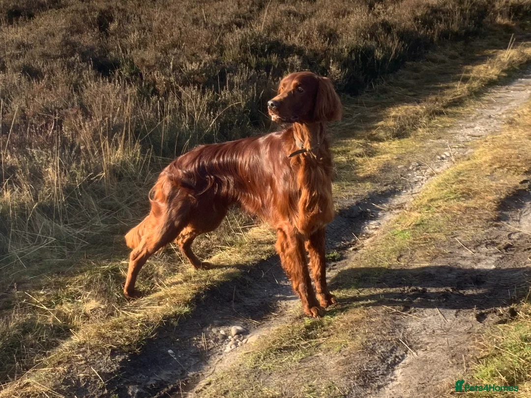 Irish Setter dogs for stud: Irish Setter For Stud. (Health Tested and Proven.) in Cannock - Advert 4