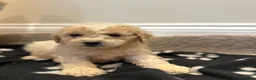Cavapoo dogs for sale: Extensively health tested Cavapoo puppy’s  - Advert 9