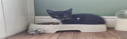 Mixed Breed cats for sale: 3 beautiful kitten ready to go immediately - Advert 4