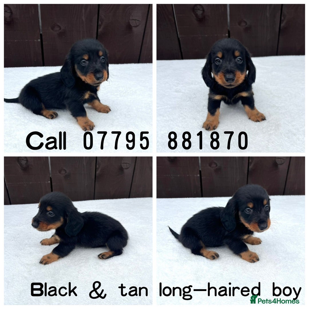 Miniature Dachshund dogs for sale: Dachshund puppies 5Boys  - Image 8
