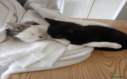 Mixed Breed cats for sale: 3 lovely male kittens looking for forever homes - Image 7