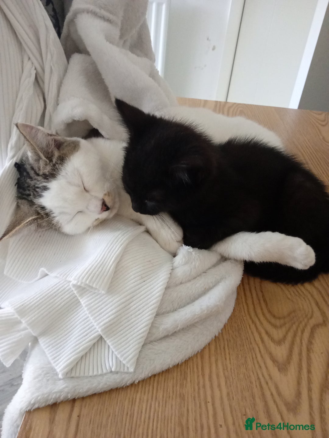 Mixed Breed cats for sale: 3 lovely male kittens looking for forever homes - Image 7