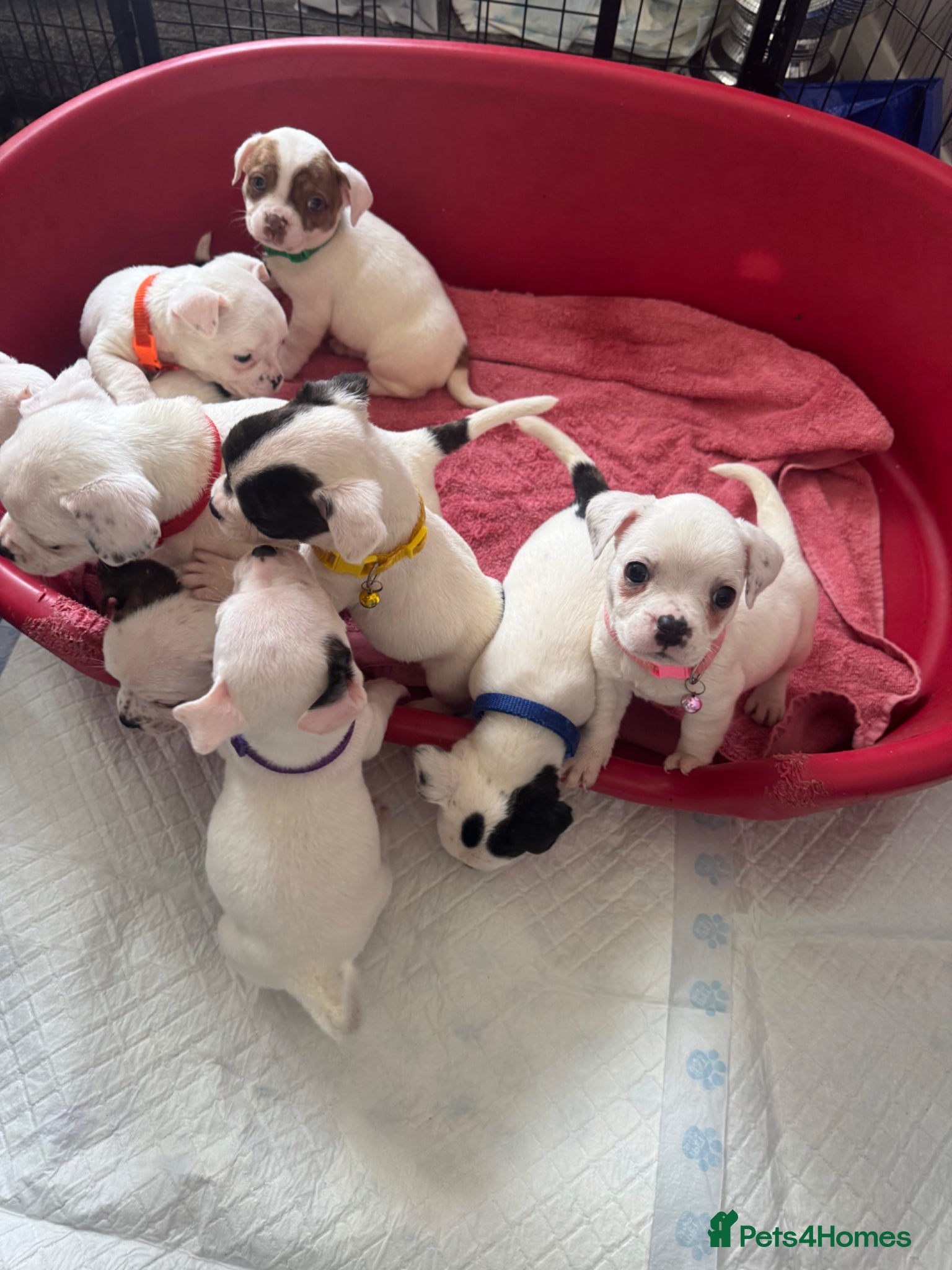 Mixed Breed dogs for sale: Bulldog x Chihuahua - Advert 8