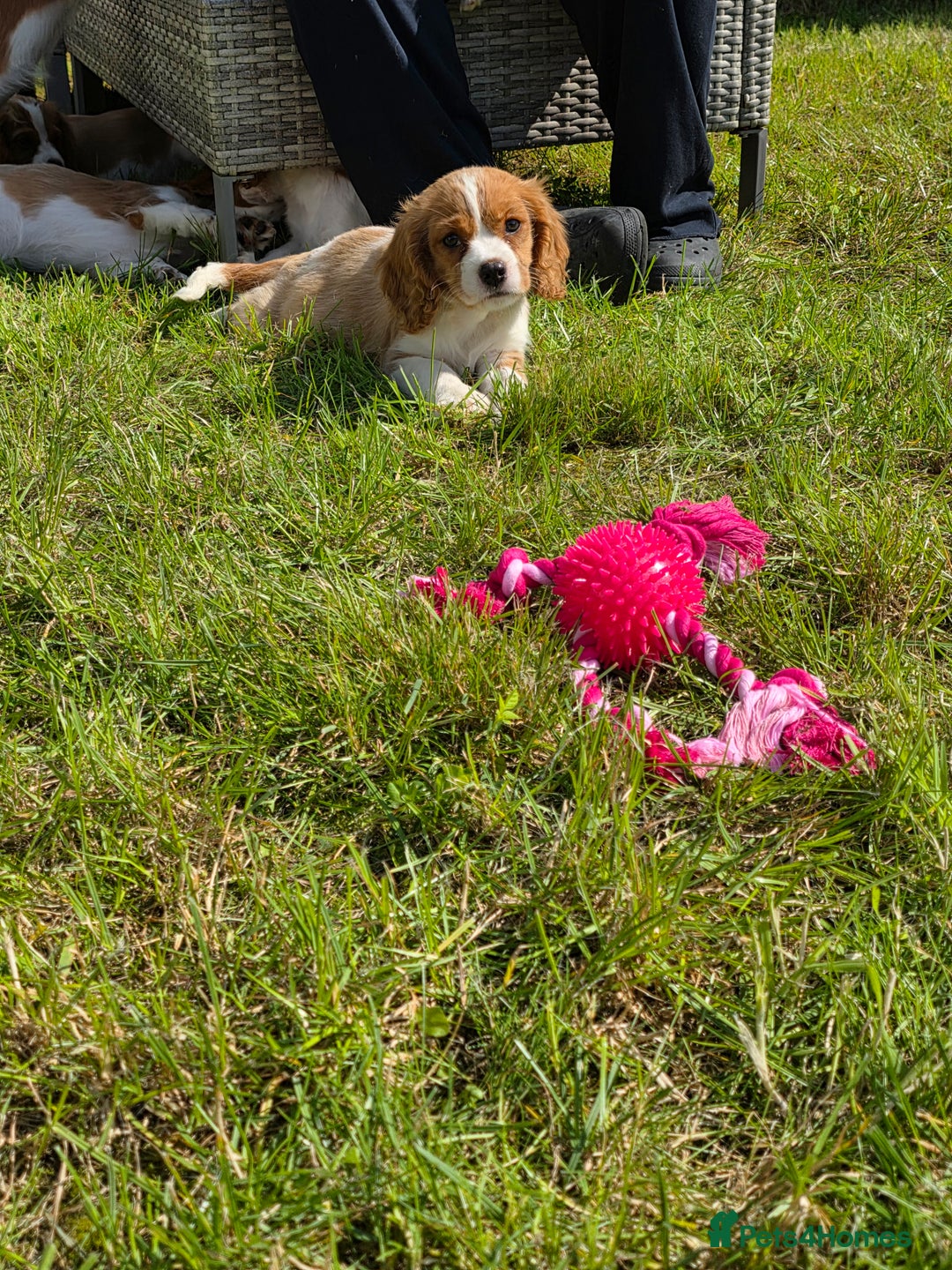 Cavalier King Charles Spaniel dogs for sale: Cavalier King Charles Puppies  - Image 6