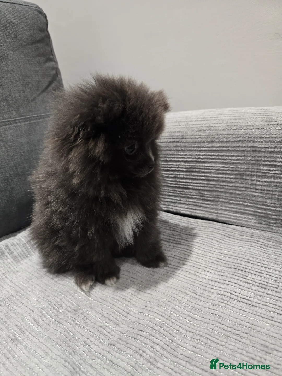Pomeranian dogs for sale: Blue Pomeranian puppy - Advert 5