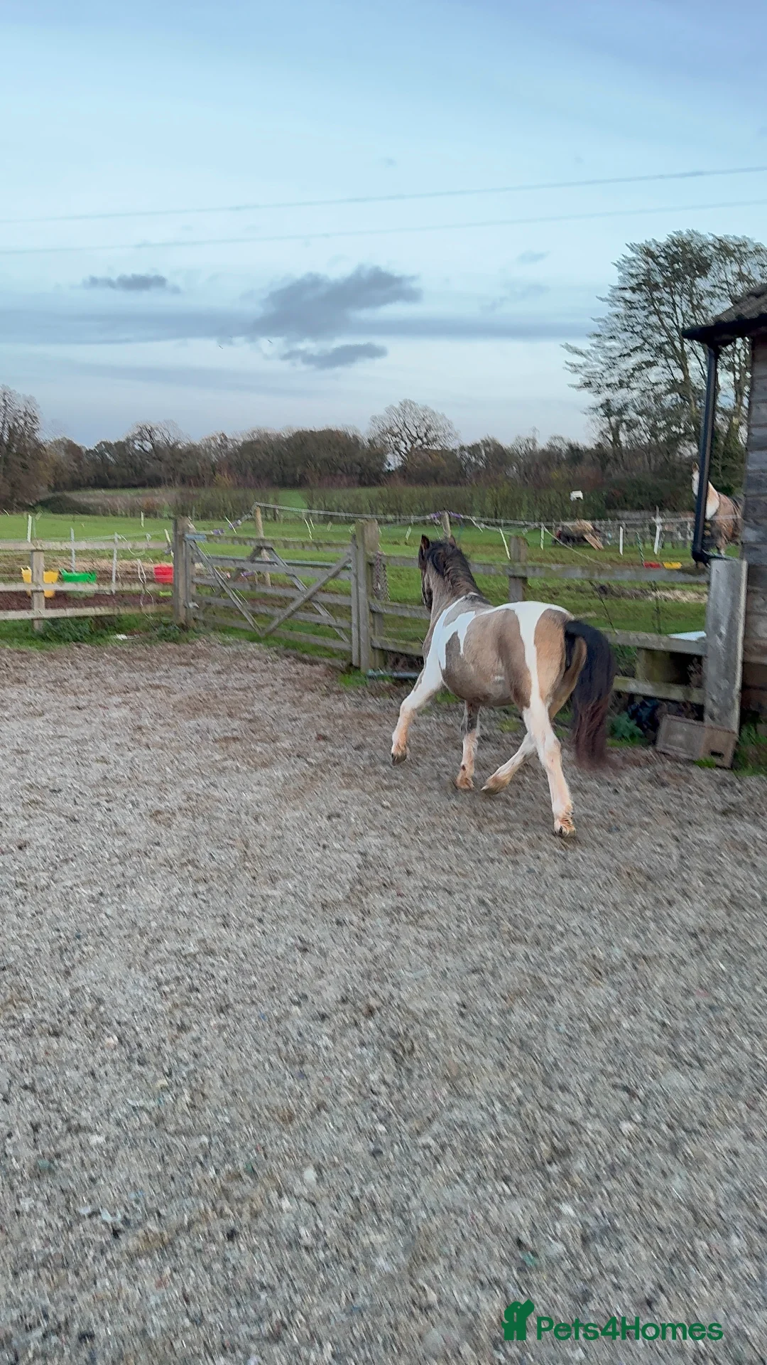 Welsh Section A horses for sale: Beautifully well marked Welsh P/B - Advert 15