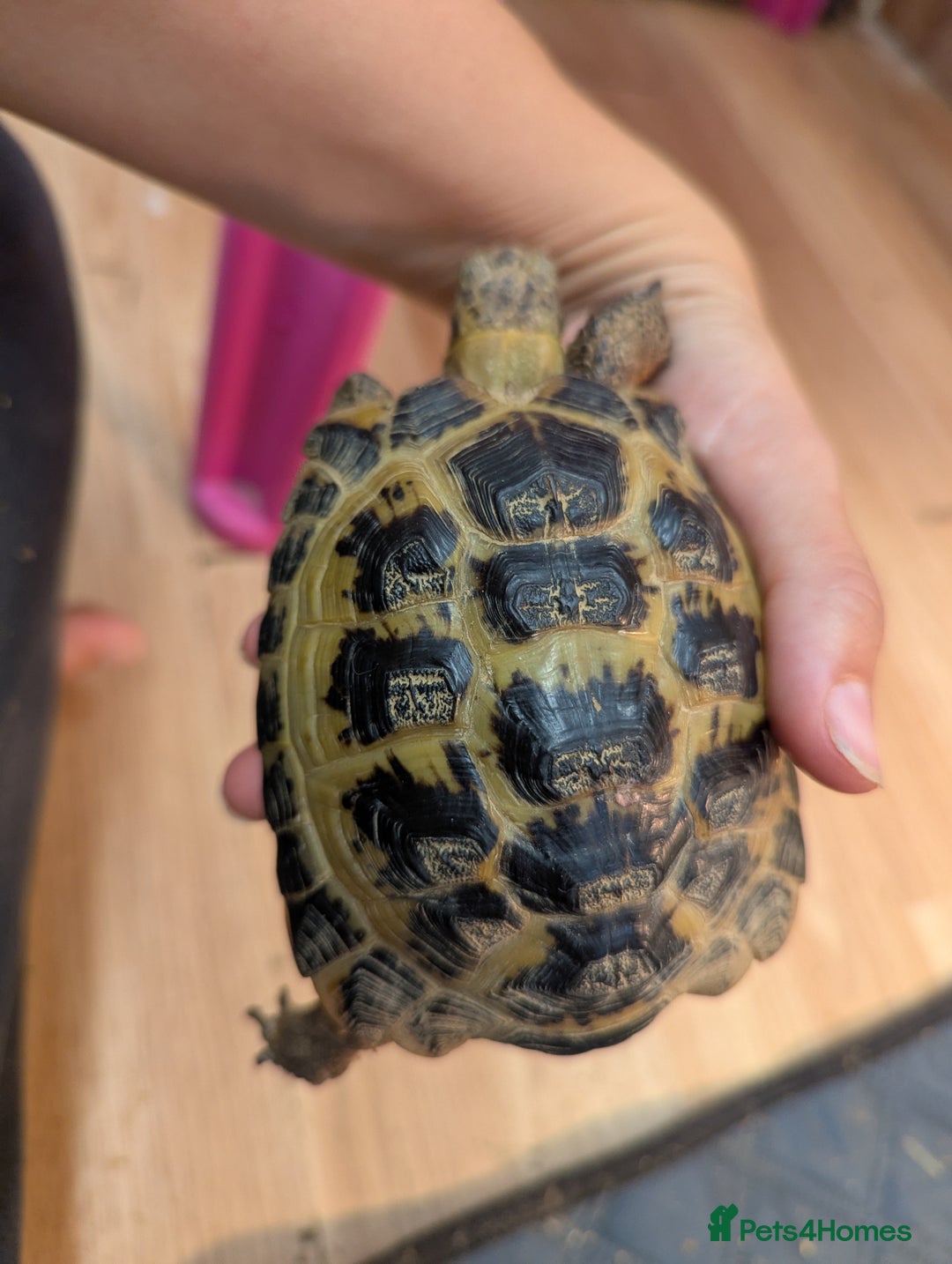 Tortoise reptiles for sale: Male horsfield tortoise. Very friendly! - Image 3