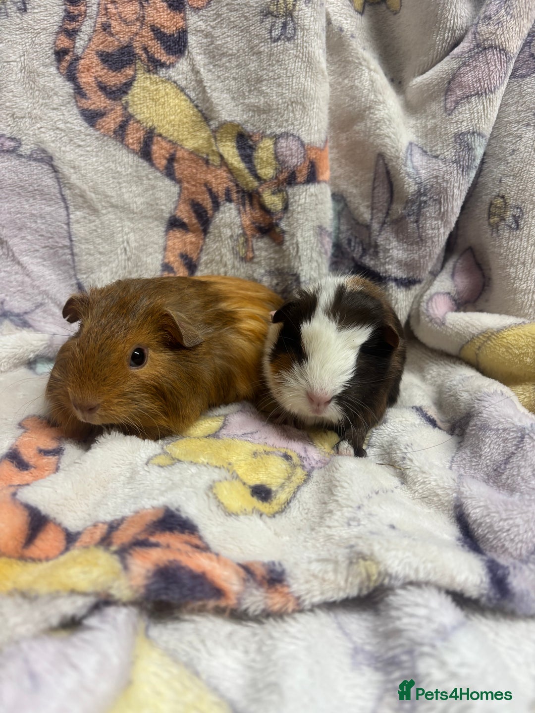 Guinea Pig rodents for sale: 2 beautiful girl piggys  - Advert 1