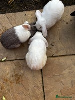 Mini Lop rabbits Mini lops bucks - Advert 4
