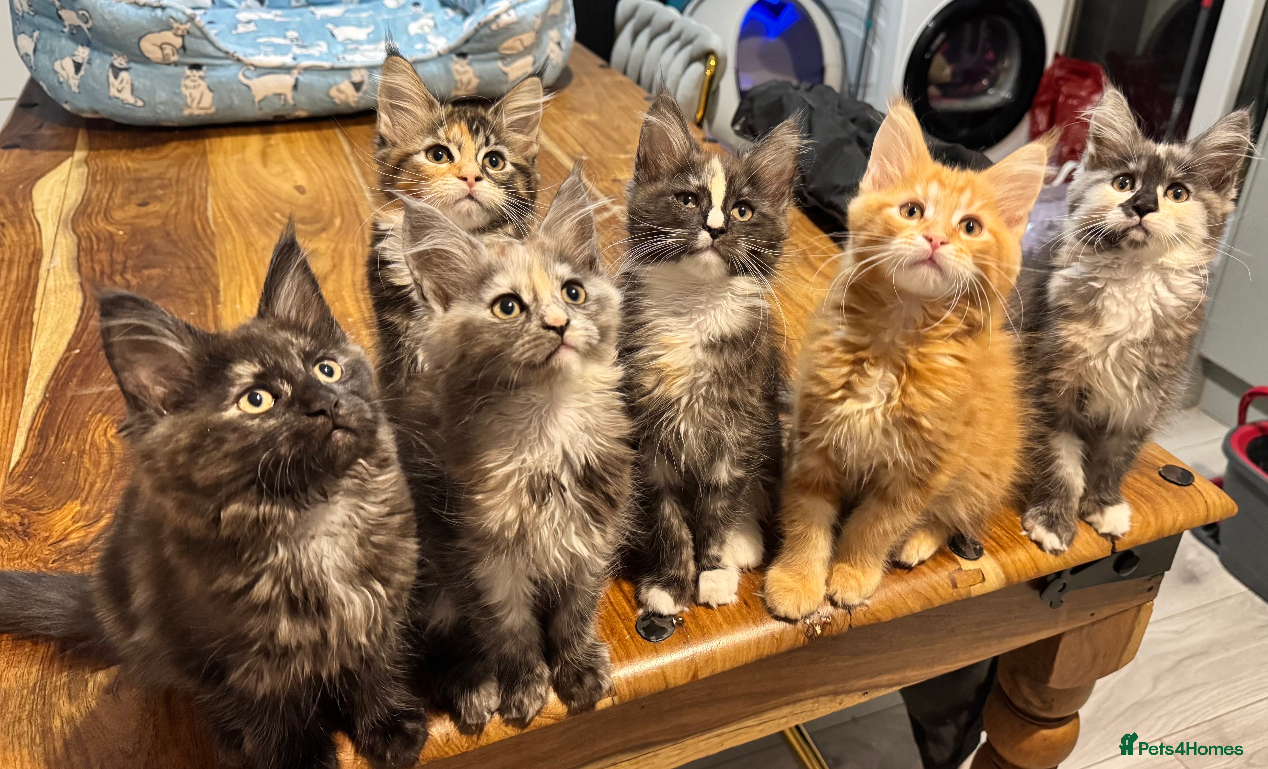 Maine Coon cats Maine coon kittens  - Advert 2