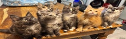 Maine Coon cats for sale: Maine coon kittens  - Advert 1