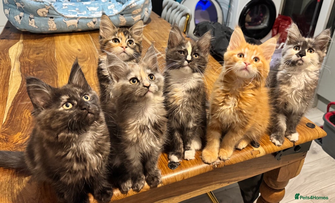 Maine Coon cats for sale: Maine coon kittens  - Advert 1
