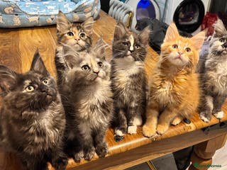 Maine Coon cats Maine coon kittens - Advert 14