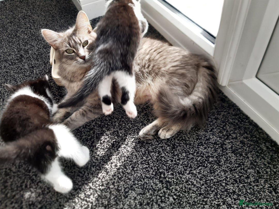 British Longhair cats for sale: 11 week old boy kitten  - Image 4